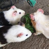 TikTok Account - kitky..83