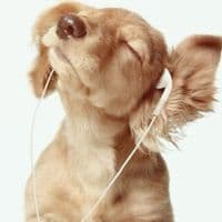 TikTok Account - ..bunziaudios