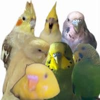 TikTok Account - feathery_friends1