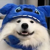 TikTok Account - funnypets0238