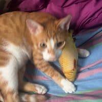 TikTok Account - nikola.dennis