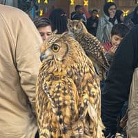 TikTok Account - ben_mamari1