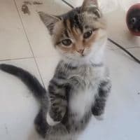 TikTok Account - meowconcept