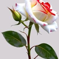 TikTok Account - danielaeliana1