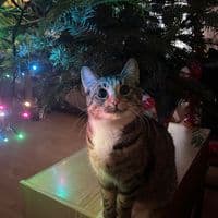 TikTok Account - nebunuull