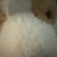 TikTok Account - daviddagoat67