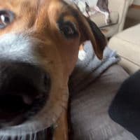 TikTok Account - elitelord85