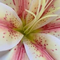 TikTok Account - flow333rrs