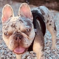 TikTok Account - originalflogrown