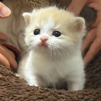 TikTok Account - cutekitten37