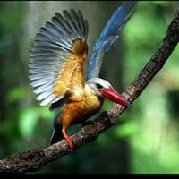 TikTok Account - pakuna11