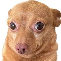 TikTok Account - cheddariniii