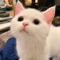 TikTok Account - amazing_partner