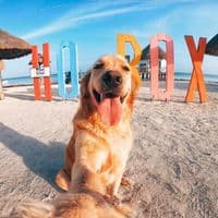 TikTok Account - murph_holbox