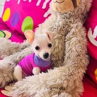 TikTok Account - petunia_la_chihuahua