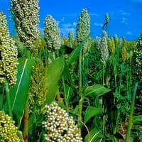 TikTok Account - osman0912598408