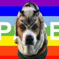 TikTok Account - sashaelenareal