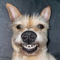 TikTok Account - realityrat