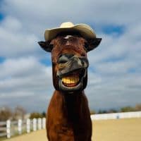 TikTok Account - bailey_horse_tricks5