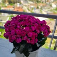 TikTok Account - meri12_1