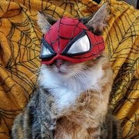 TikTok Account - minhaa555