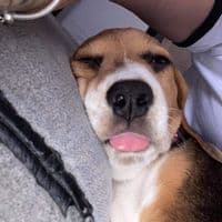 TikTok Account - xoxowero