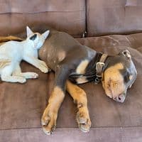 TikTok Account - pon.pitas