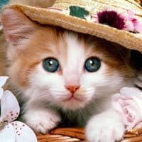 TikTok Account - lovepets_001