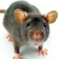 TikTok Account - myshkova_