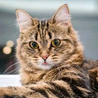 TikTok Account - funny.only.for.you_