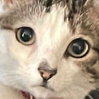 TikTok Account - sillystupidkitties