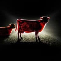 TikTok Account - biledchisinau