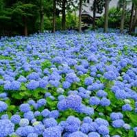 TikTok Account - fiqretg