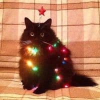 TikTok Account - tail_tail