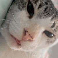 TikTok Account - mingaudamamae