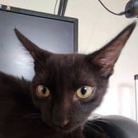 TikTok Account - goti_nha