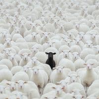 TikTok Account - noukapab206