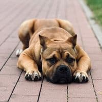 TikTok Account - tiki_tokio0