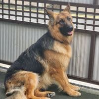 TikTok Account - khristneeladoo