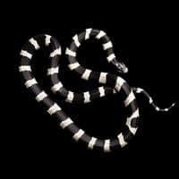 TikTok Account - ___just.do.it___