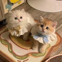 TikTok Account - funny.life.cute70