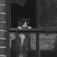 TikTok Account - abdullah_ao2