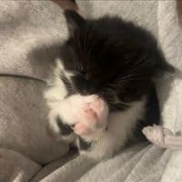 TikTok Account - rabbiteethzz