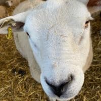 TikTok Account - www.tiktok.com.jules14