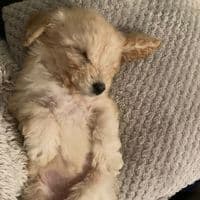 TikTok Account - johnlewis12351