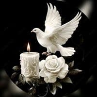 TikTok Account - lacramioaratinca2