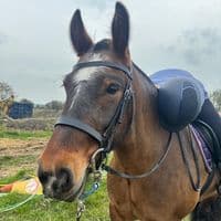 TikTok Account - millie_looby