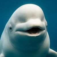 TikTok Account - underwatercyprus