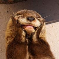 TikTok Account - otter_therapy