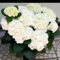 TikTok Account - lulestinore.fidanishte1